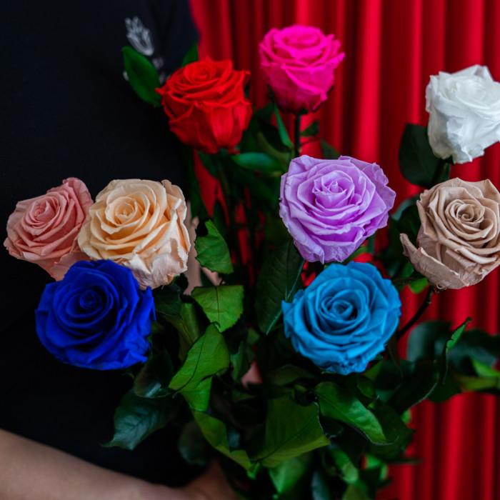 Preserved Single Rose