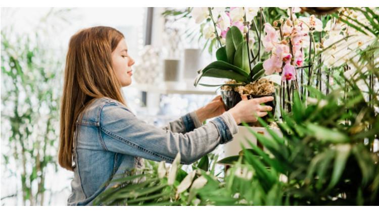 5 Amazing Benefits of Indoor Plants