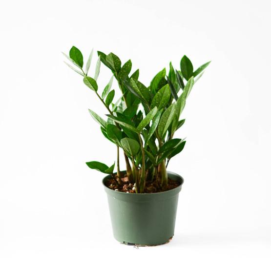 6" ZZ Plant